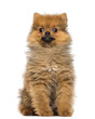 Pomeranian Puppy, 2 months old, sitting, isolated on white