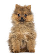 Smiling Pomeranian Puppy, 2 months old, sitting, isolated on whi