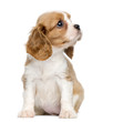 Cavalier King Charles Puppy sitting and looking up