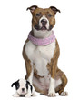 American Staffordshire terrier with pink bandana, French Bulldog
