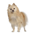 Spitz dog standing, 1,5 year old, isolated on white