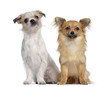 Chihuahua and Crossbreed sitting next to each other