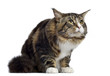 Maine coon, 10 months old, sitting and looking up, isolated