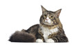 Maine coon, 10 months old, lying, isolated on white