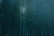 Dark Full moon forest
