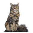 Maine coon cat, sitting and facing, isolated on white