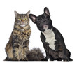 Maine Coon And French Bulldog ...