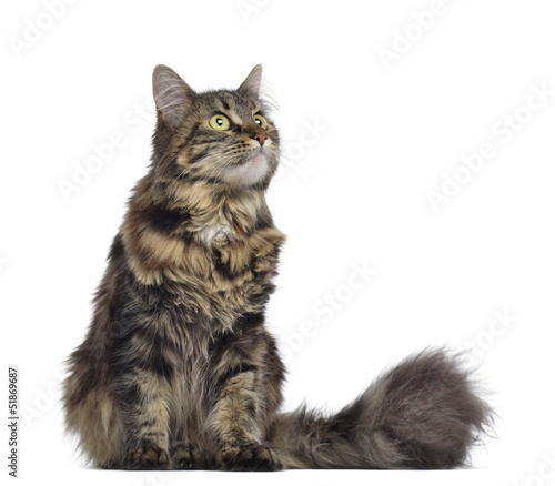 Photo: Maine coon cat, sitting and looking up, isolated on white Maine coon cat, sitting and looking up, isolated on white