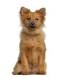 Spitz, 5 months old, sitting and facing, isolated on white