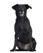 Ratier dog sitting and panting, 8 years old, isolated on white