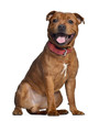 Staffordshire Bull Terrier, 9 months old with red collar