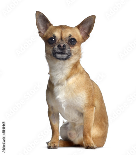 Photo: Chihuahua, 2 years old, sitting and facing, isolated on white Chihuahua, 2 years old, sitting and facing, isolated on white