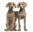 Two Weimaraner puppies, 2,5 months old, sitting and standing