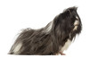 Side view of a Guinea Pig - Cavia porcellus, isolated on white