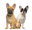 Two French Bulldog puppies, sitting