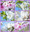 Set Of Images With Blooming Tr...