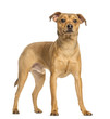 Photo: German Pinscher, 8 months old, standing, isolated on white German Pinscher, 8 months old, standing, isolated on white