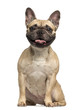 French Bulldog, 3 years old, sitting and panting