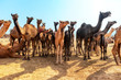 Camels
