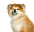 Foto: Close-up of Akita Inu, 1 year old, isolated on white Close-up of Akita Inu, 1 year old, isolated on white