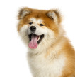 Foto: Close-up of Akita Inu, 1 year old, isolated on white Close-up of Akita Inu, 1 year old, isolated on white