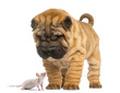 Shar Pei puppy looking down at a Hairless mouse, isolated