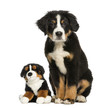 Photo: Young Bernese Mountain dog sitting with teddy bear Young Bernese Mountain dog sitting with teddy bear