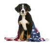 Young Bernese Mountain dog sitting with american flag