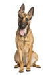 Belgian Shepherd Dog, sitting, sticking his tongue out
