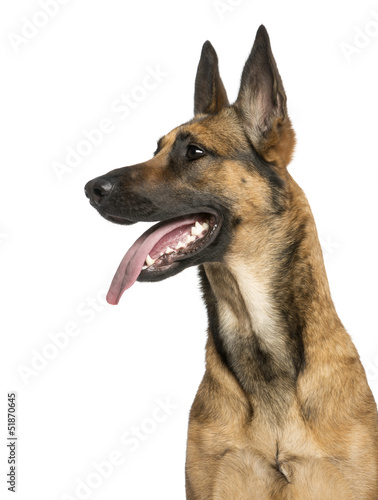 Photo: Close-up of a Belgian Shepherd Dog, 1 year old Close-up of a Belgian Shepherd Dog, 1 year old