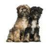 Two Tibetan Terrier, 4 months old, sitting and facing, isolated