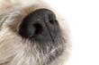 truffle dog nose