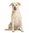 Golden Retriever, one year old, sitting and panting, isolated