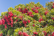 litchi