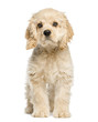 American cocker spaniel puppy sitting and staring, 4 months old