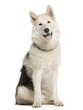 Alaskan Malamut sitting and panting, isolated on white