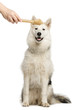 Alaskan Malamute sitting, staring a at bone