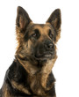 Close-up of a German shepherd looking away, 4 years old