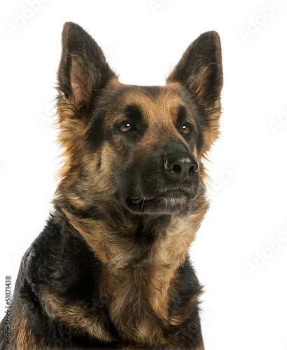Photo: Close-up of a German shepherd looking away, 4 years old Close-up of a German shepherd looking away, 4 years old
