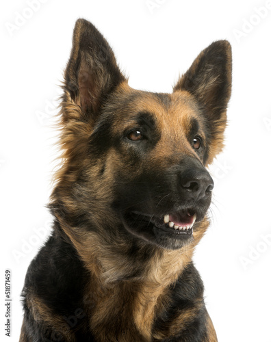 Photo: Close-up of a German shepherd looking away, panting Close-up of a German shepherd looking away, panting