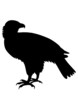 Vector: Adler Adler