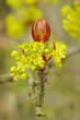 Foto: Ahorn Ahorn