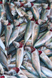 Fische