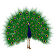 Peacock raise his feathers, vector
