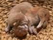 kitten