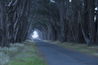 Road covered by a canopy of trees.