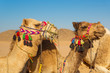 Camels on the egyptian desert