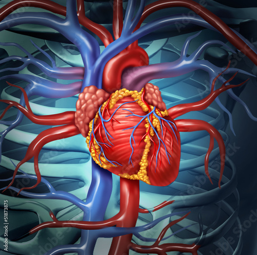 Illustration: Cardiovascular Human Heart Cardiovascular Human Heart