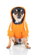 chihuahua dog in a hoodie