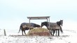 Horses eating straw and fighting under a shelter in the snow